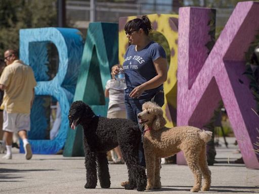 Sacramento ranked among best dog park cities in US. Here’s what it has to offer pet owners