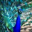 Pfau (06/2018) Foto & Bild | tiere, zoo, wildpark & falknerei, vögel ...