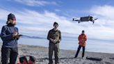 Drones validate walrus counts in satellite images from space