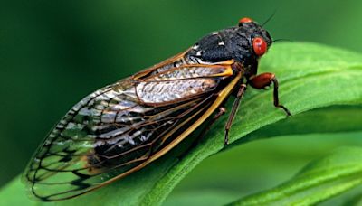 Cicadas: When are they the loudest?