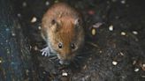 £2 tip keeps mice out of your home as weather causes 'population boom'