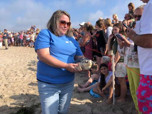 Rhode Island turtle release a first for Mystic Aquarium