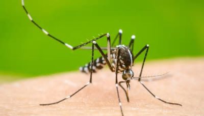 Preocupación en Coronel Suárez por la aparición de un mosquito Aedes Aegypti