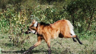 A fox on stilts? Argentine long-legged maned wolf returned to the wild