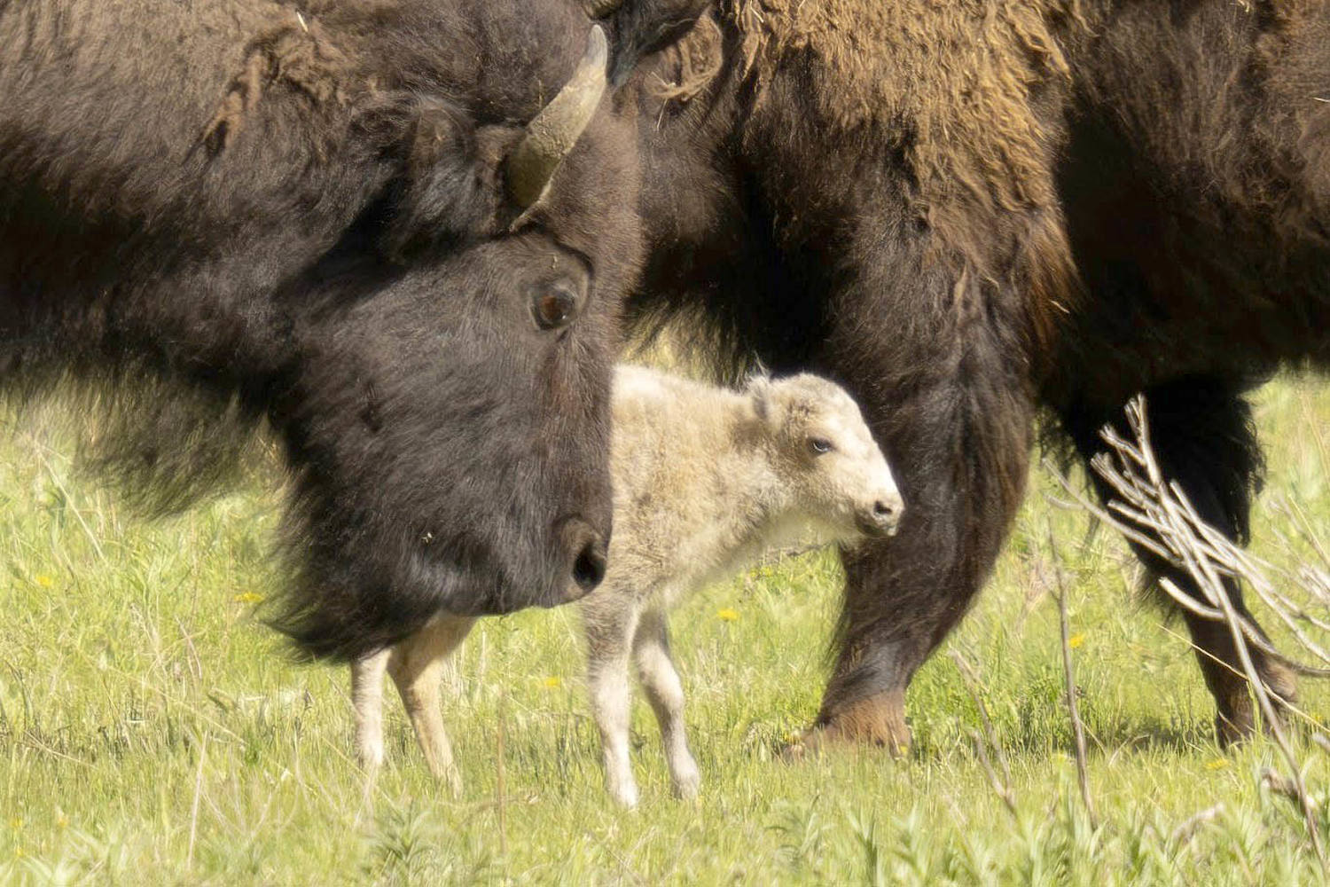 Yellowstone staff 'unable to locate' rare white buffalo calf: officials