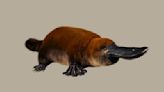 Ancient platypus-like fossil could rewrite the history of egg-laying mammals