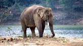Los ataques de elefantes dejan más de 600 muertos el último año en la India