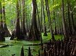 Why Your Next Vacation Should Be in a Swamp - Photos - Condé Nast Traveler