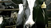 Avian flu differs in cattle from poultry