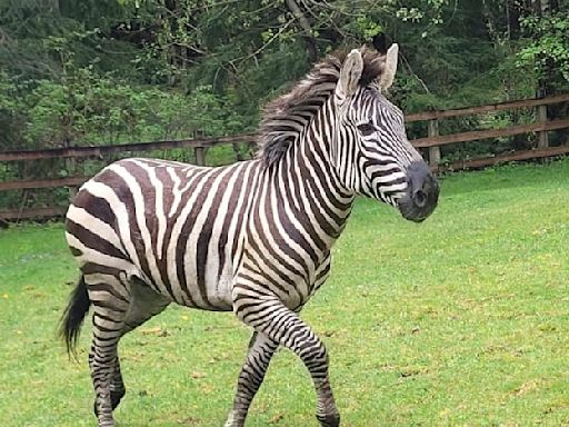 Zebra remains on the loose in Washington state as officials close trailheads to keep people away