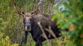 Conservation groups say ‘massive’ Pintler Wilderness logging project should be stopped