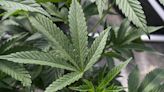 Marijuana users have elevated levels of heavy metals in their blood, urine: study