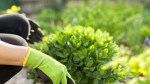 17 Drought-Tolerant Plants That Can Survive Dry Spells