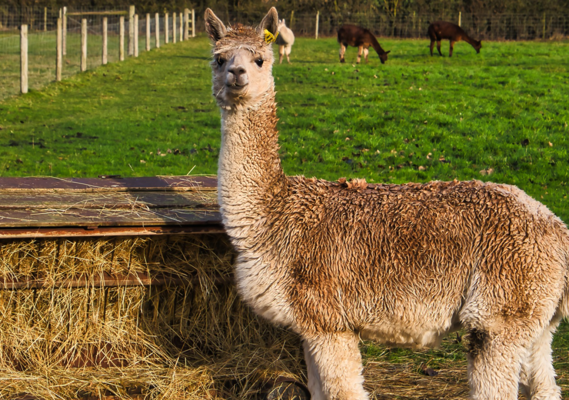 Moment Rescued Llama Finally Realizes She’s Safe at Sanctuary Is Making People Cry