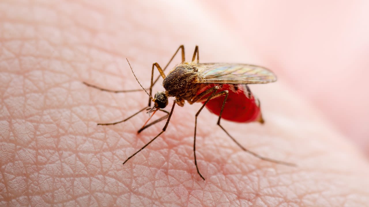 Hawaii officials working to stop spread of Dengue