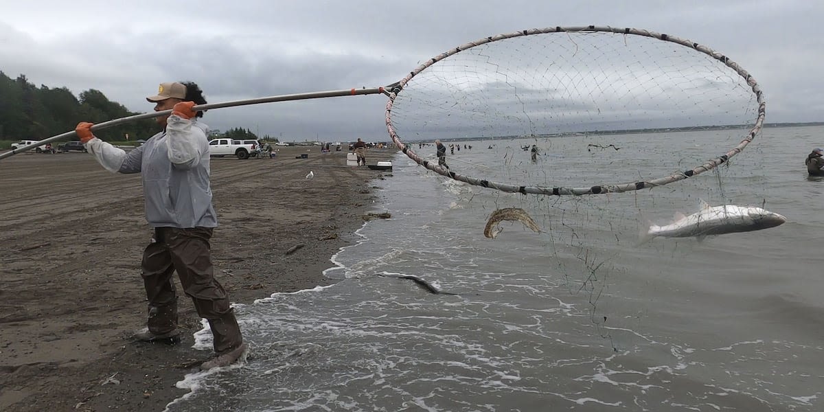 Fishing Report: 191K Sockeye hit Kenai River in 1 day, while cohos are coming