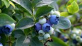 Blueberry picking season nears. Here's where you can go to pick them