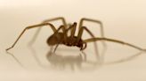 No, poisonous spiders have not migrated to P.E.I. — yet