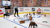 ‘Stanley Pup’ rescue dog competition debuts with pups representing each NHL team