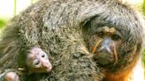 Zoo Miami Welcomes a Baby White-Faced Saki Monkey