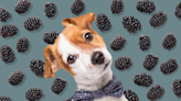 Can Dogs Eat Blackberries? Here's What You Should Know About This Tasty Summer Fruit