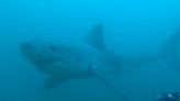 Battle-scarred great white shark caught on video after incredible 1,100-mile journey