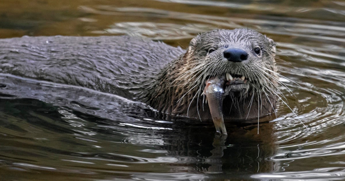 River otter attacks and drags child underwater in Washington