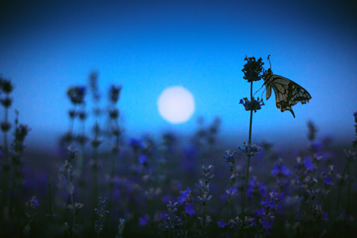This Is What May’s Full Moon—The Flower Moon—Means for You