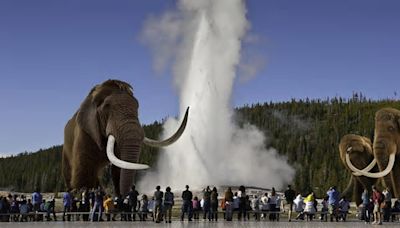 Woolly Mammoths In Yellowstone? Biotech Company Says It Has The Technology