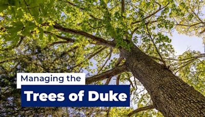 Duke’s Oldest Trees: Witnesses to a Century of History