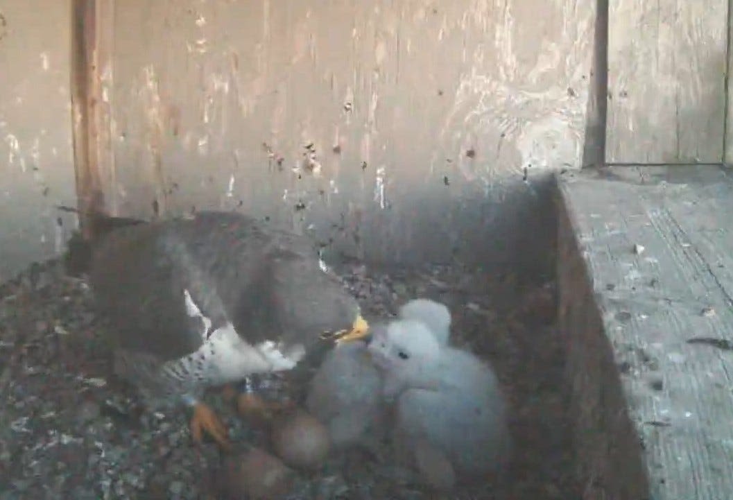 Eggs hatch in South Bend falcon nest. Video link moves to YouTube.