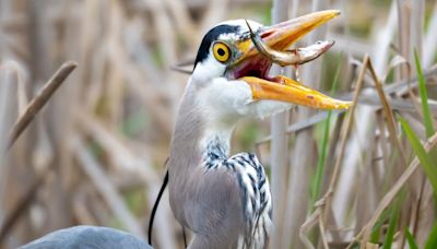 This photo of a snacking heron near UW checks all the Reader's Lens boxes