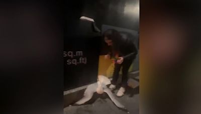 Drunk mum rescues seagull from bus stop after night out in Torquay