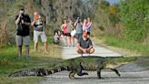 Among the state's most alligator-infested lakes, Polk County shows up a lot. Surprise? Nah