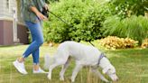 Exercise, Sniffing, and Seeing the Vet: 5 Ways To Stay Happy and Healthy With Your Pet in 2023