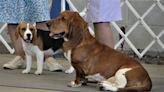 Top dogs strut their talent at Harding Classic Dog Show in Marion