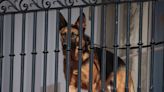 Commander, Biden's banished German shepherd, had at least 25 biting incidents in a year