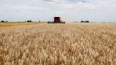 Siembra de trigo avanza con rapidez en Argentina gracias a lluvias recientes: Bolsa Cereales