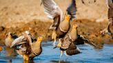 Estas aves así transportan agua por más de 20 kilómetros
