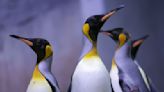 Thousands of emperor penguin chicks dead due to record low sea ice