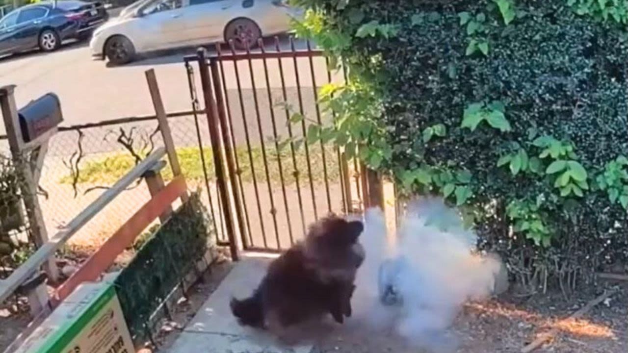 Man wanted for throwing lit firework at dog in Orange County