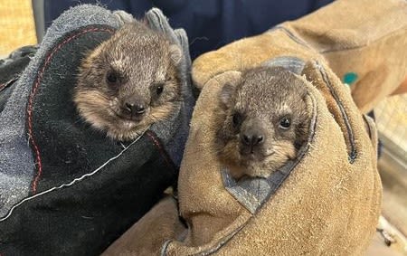 Kansas City Zoo and Aquarium welcomes two new baby pups