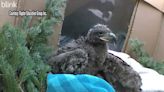 Baby bald eagles rescued after falling 40 feet when nest collapsed