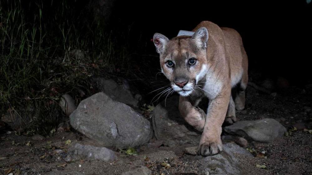 Hollywood has a new big cat A-lister