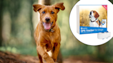 This GPS pet tracker gives owners 'peace of mind' — and it's 40% off on Amazon