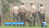 Man mauled to death while feeding dogs in California yard, cops say. 13 dogs seized