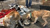 'Tears and nausea and nightmares': Topeka and Louisburg rescues of dogs and cats take toll