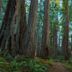 Prairie Creek Redwoods State Park