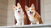 Internet Famous Corgi Relishes in His Role as Big Brother to New Sister