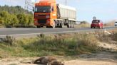 Los jabalíes causan más de la mitad de accidentes entre la Canal y la Costera